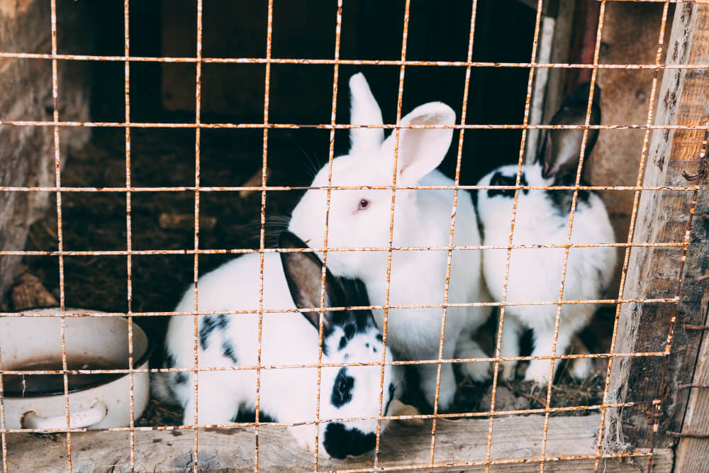 כל מה שרציתם לדעת על גידול ארנבים בבית | אוהבי חיות מחמד - עולם שלם של ...