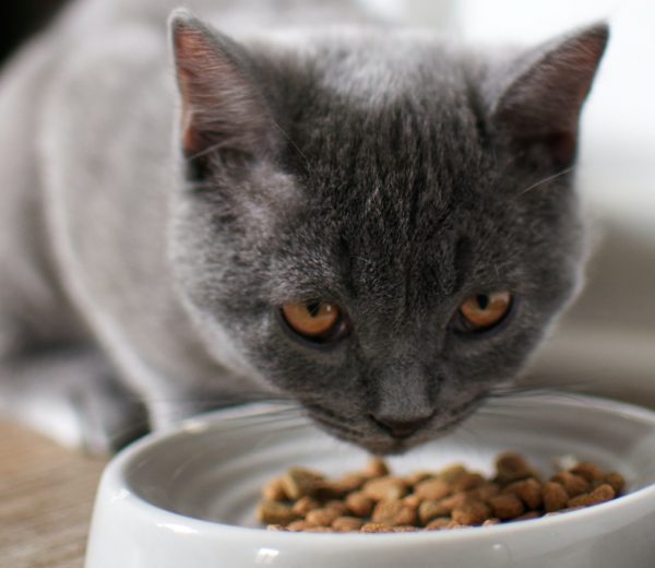 סליחה מיצי, זה לא אישי | קרדיט: felice wolke - unsplash